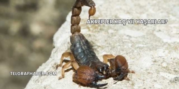 Akrepler Kaç Yıl Yaşarlar?